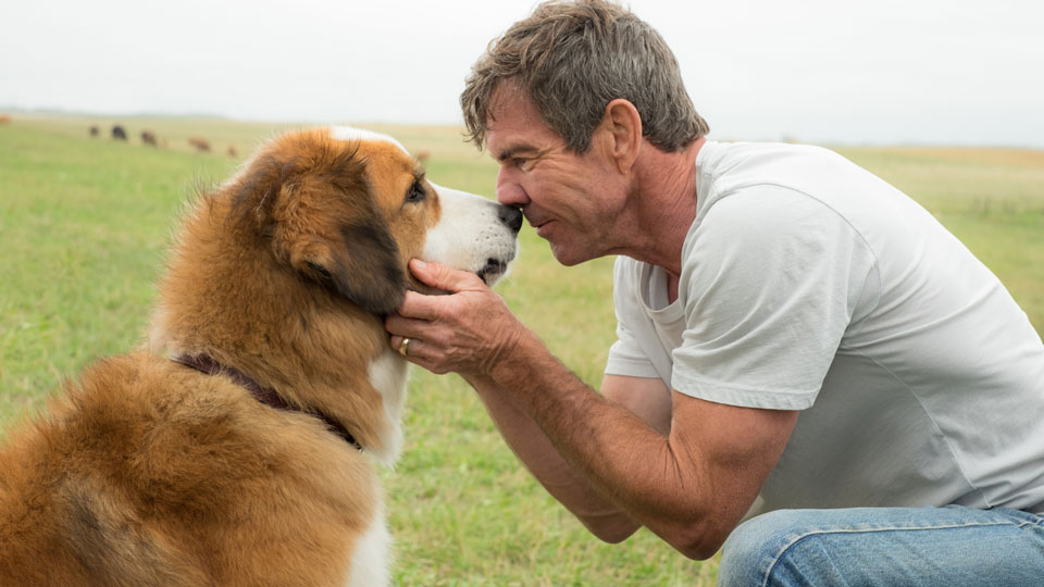 Es gibt nichts schöneres als einen Hund als besten Freund zu haben.