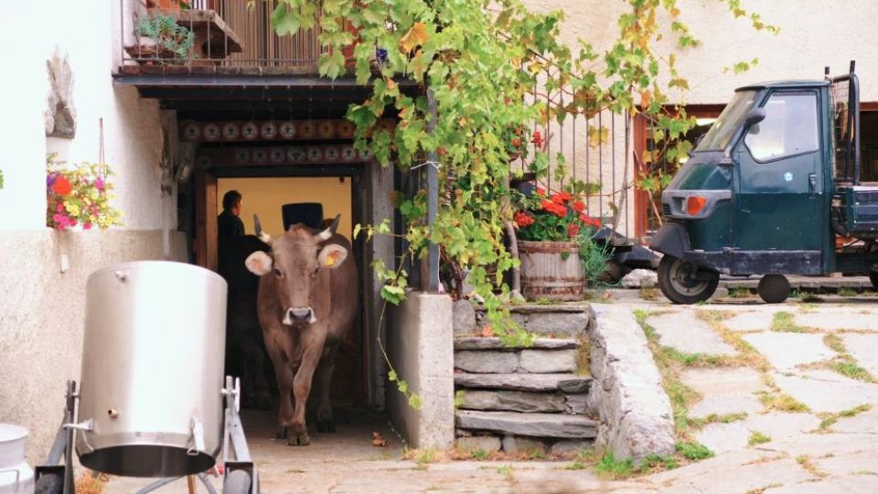 Milch als gefragter Rohstoff.